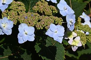 2025-06138962 Tower Hill Botanic Garden, MA